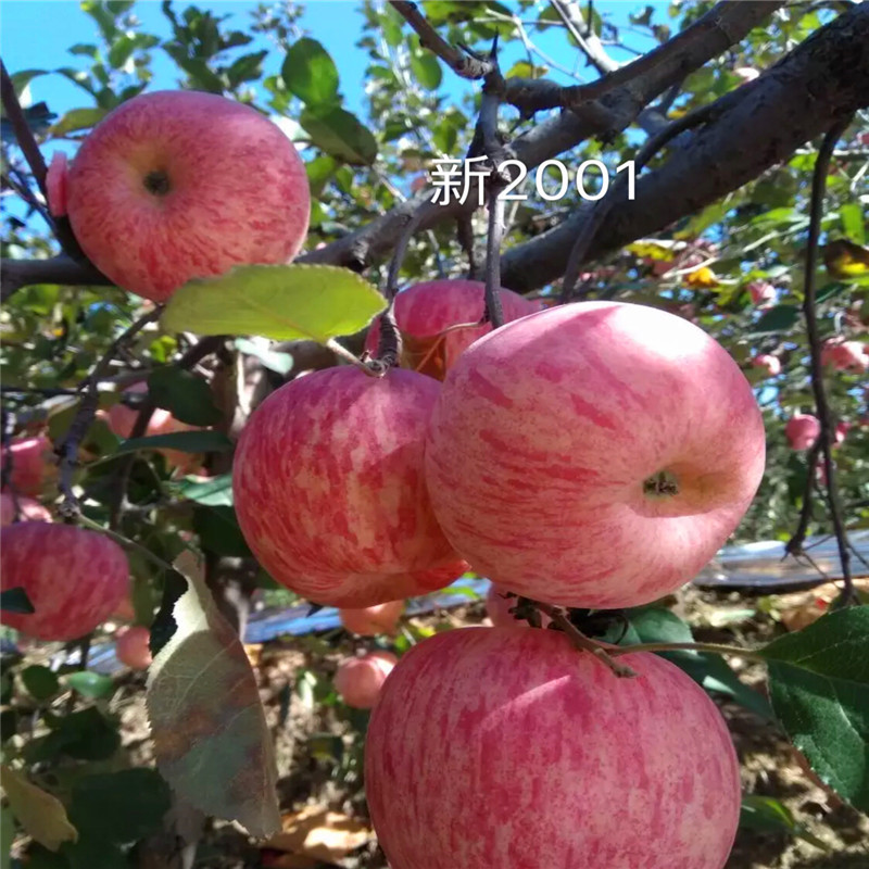 m26矮化苹果苗品种特色介绍 水蜜桃苹果苗基地报价