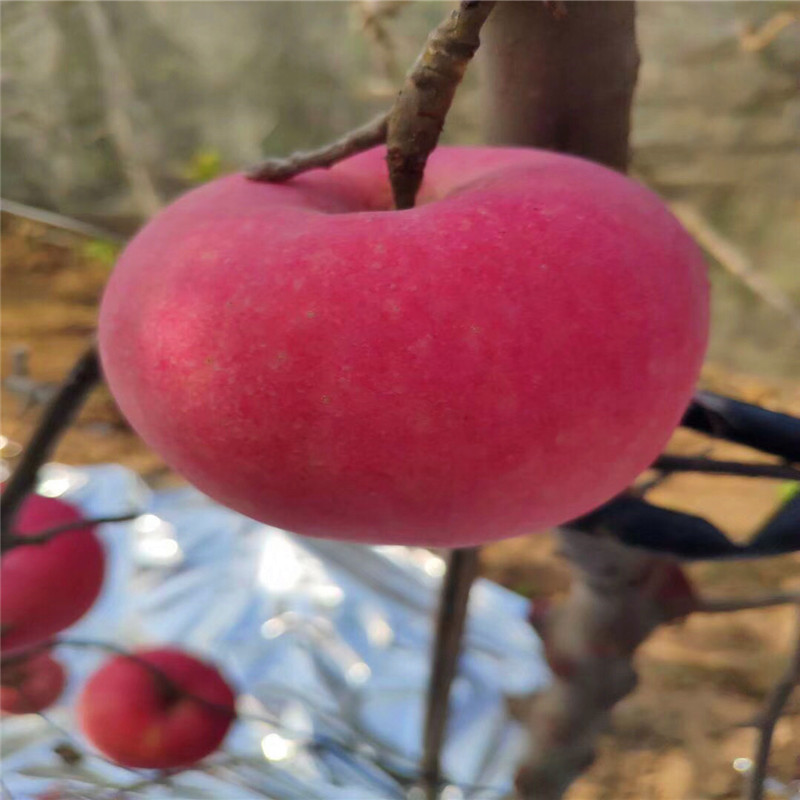 m26矮化苹果苗种植技术 信浓红苹果苗批发价格