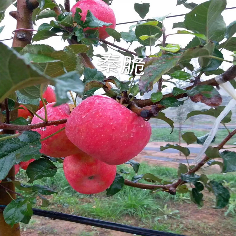 矮化蘋果苗品種特色介紹 三公分蘋果樹(shù)矮化蘋果苗批發(fā)價(jià)格