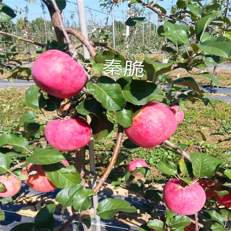 m26矮化蘋果苗一棵價(jià)錢 新紅星蘋果苗批發(fā)基地