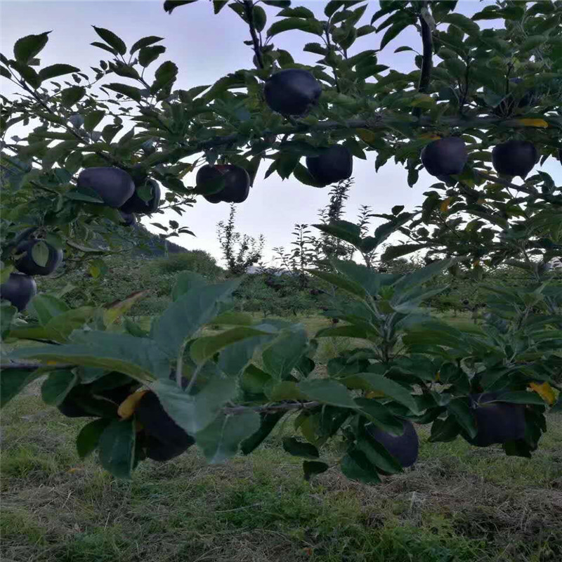 紅肉蘋果苗種植時間 m26矮化蘋果苗紅肉蘋果苗現(xiàn)貨供應(yīng)