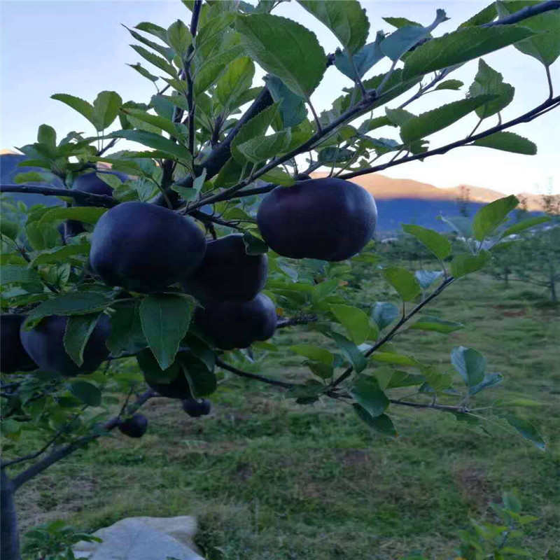 紅將軍蘋果苗一棵價(jià)錢 2020年山東蘋果苗紅將軍蘋果苗基地報(bào)價(jià)