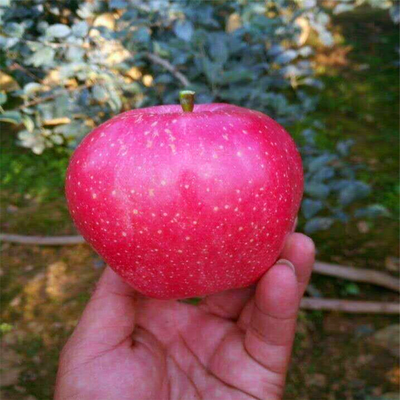 信濃紅蘋(píng)果苗種植技術(shù) 定植兩年的蘋(píng)果樹(shù)信濃紅蘋(píng)果苗基地報(bào)價(jià)