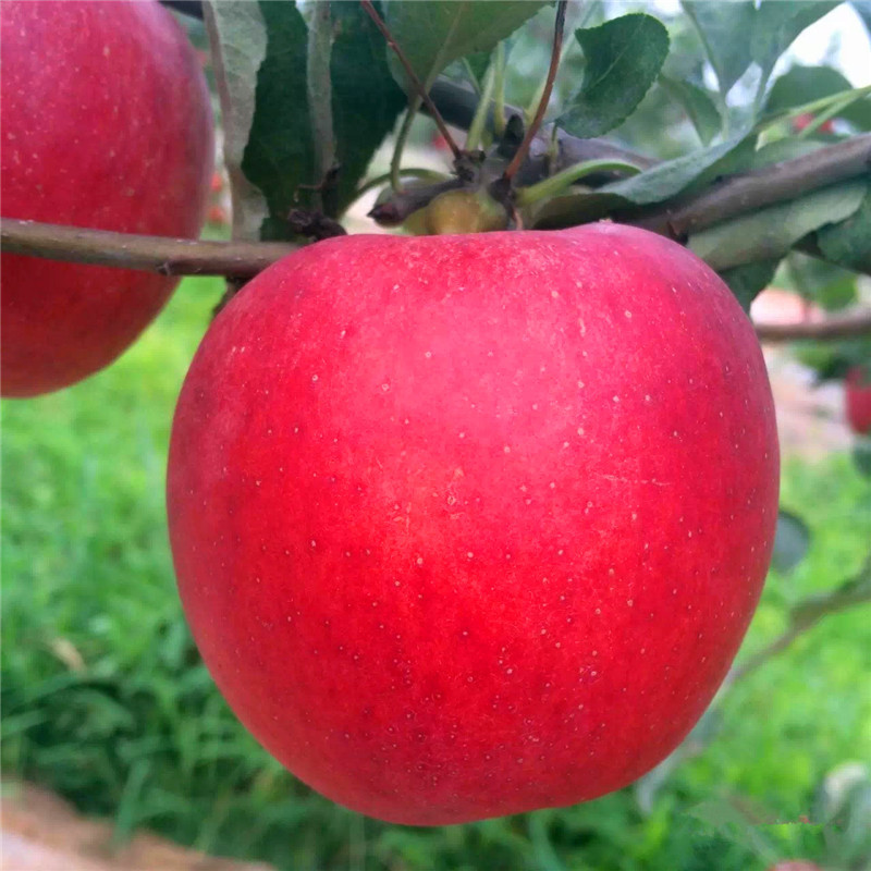 紅將軍蘋(píng)果苗定植兩年的蘋(píng)果樹(shù)一棵價(jià)錢
