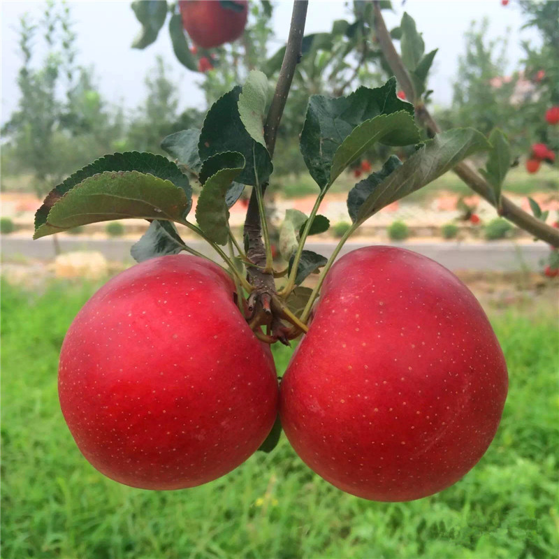 新品種蘋果苗種植技術(shù) 水蜜桃蘋果苗一棵價(jià)錢