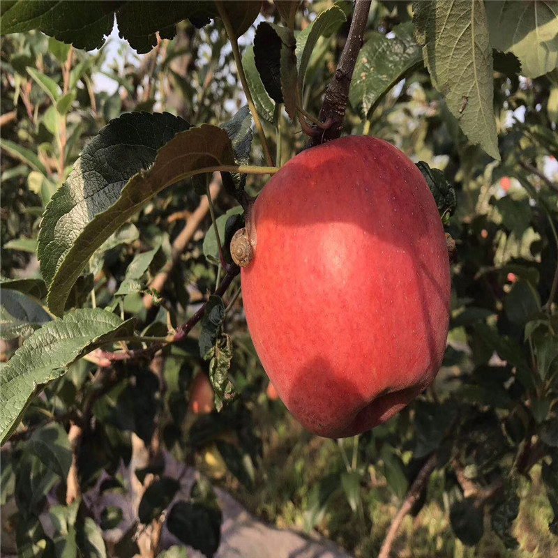 定植两年的苹果树品种特色介绍 长富2号苹果苗批发价格