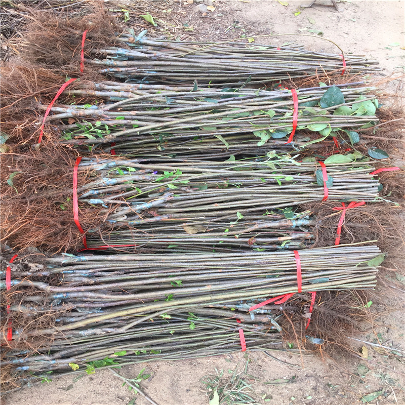 中間砧矮化蘋果苗品種特色介紹 國(guó)光蘋果苗基地報(bào)價(jià)