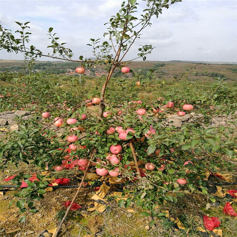 地徑一公分蘋(píng)果苗行情報(bào)價(jià) 神富1號(hào)蘋(píng)果苗行情報(bào)價(jià)