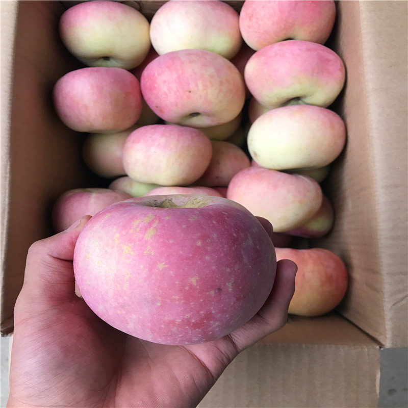 華碩蘋果苗2021年山東蘋果苗批發(fā)價格
