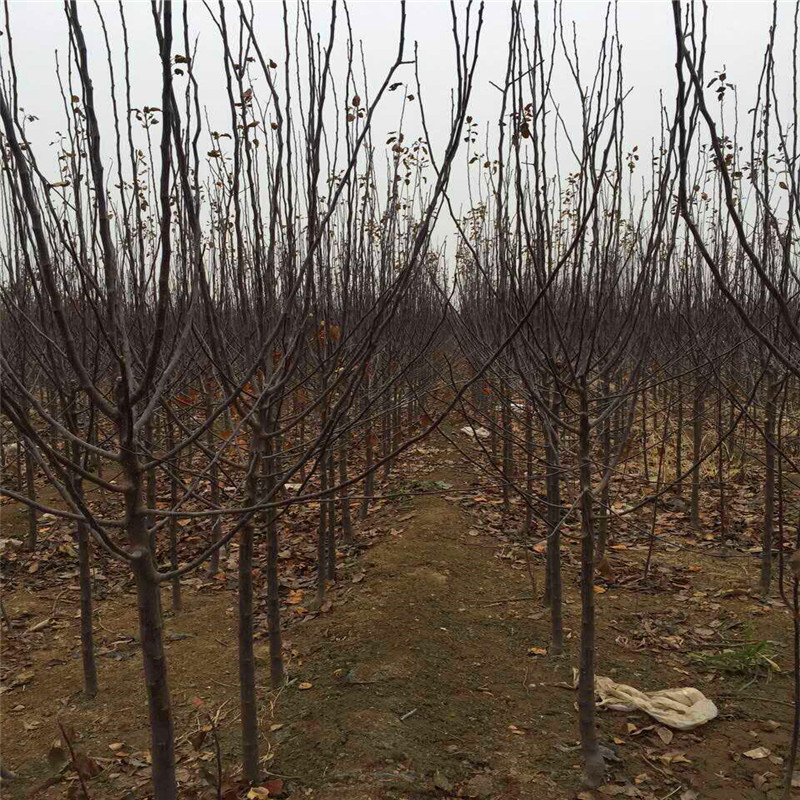 中間砧矮化蘋果苗基地報(bào)價(jià) 華碩蘋果苗批發(fā)基地