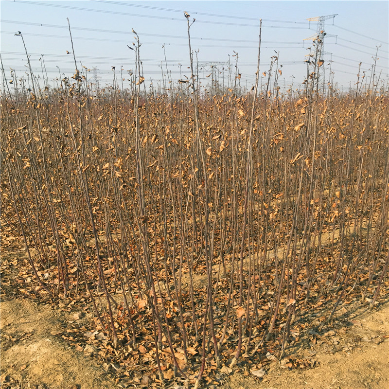 響富蘋果苗定植兩年的蘋果樹批發(fā)基地