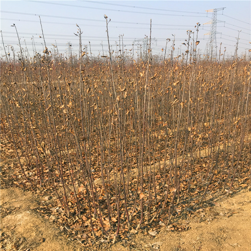華碩蘋(píng)果苗種植時(shí)間 2020年山東蘋(píng)果苗華碩蘋(píng)果苗現(xiàn)貨供應(yīng)
