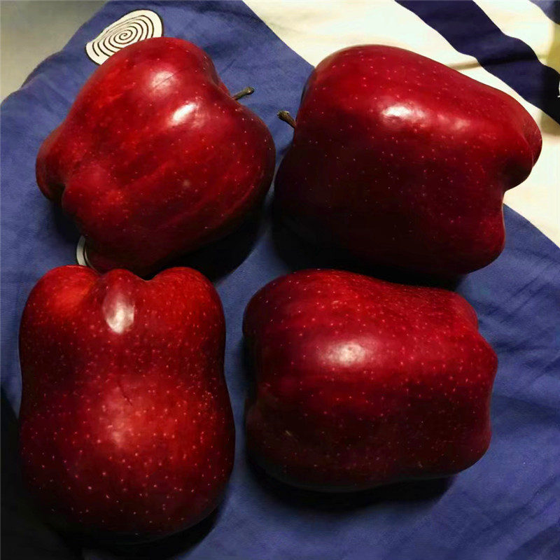 新紅星蘋(píng)果苗新品種蘋(píng)果苗成熟季節(jié)