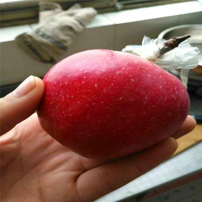 紅將軍蘋果苗一棵價(jià)錢 2020年山東蘋果苗紅將軍蘋果苗基地報(bào)價(jià)