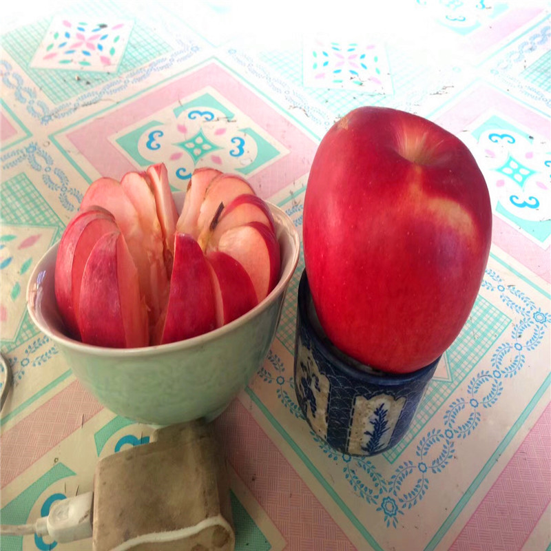 定植兩年的蘋果樹望鄉(xiāng)紅蘋果苗品種特色介紹