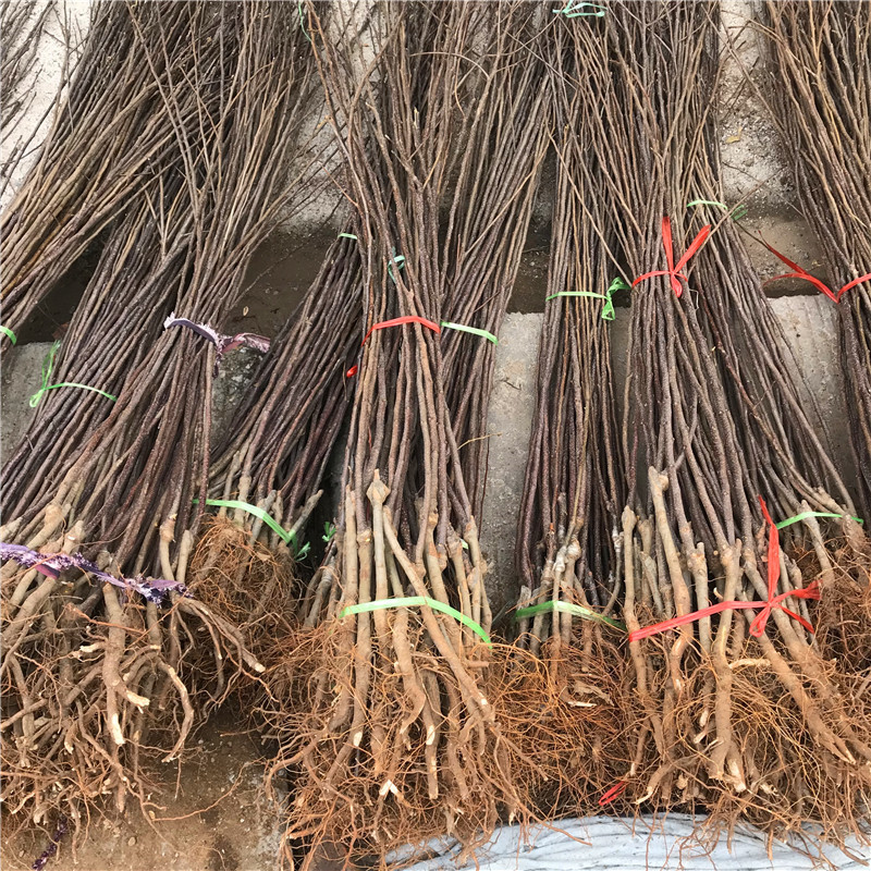 紅將軍蘋果苗價格及報價 m26矮化蘋果苗紅將軍蘋果苗基地報價