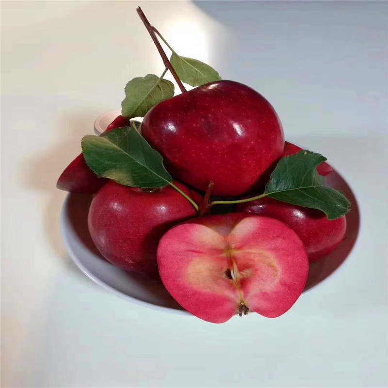 国光苹果苗成熟季节 五公分大苹果树国光苹果苗一棵价钱