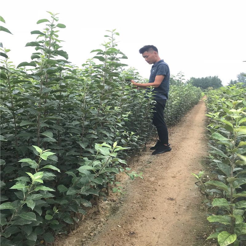 红蛇果苹果苗价格及报价 两年生苹果苗红蛇果苹果苗批发基地