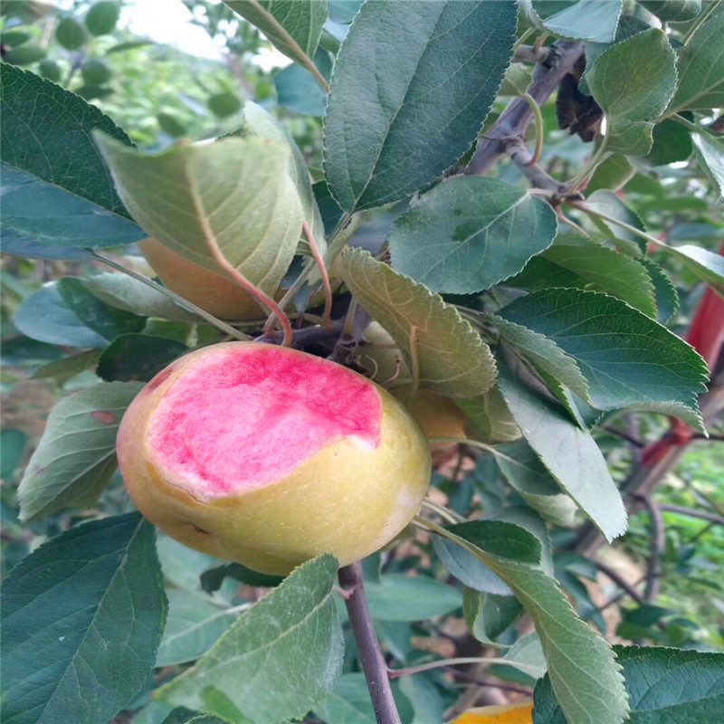 2020年山东苹果苗成熟季节 望乡红苹果苗一棵价钱