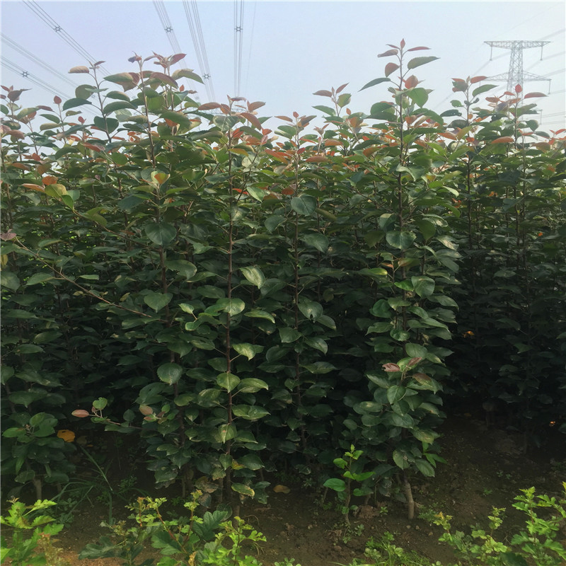 新品種蘋果苗長富2號蘋果苗種植技術(shù)