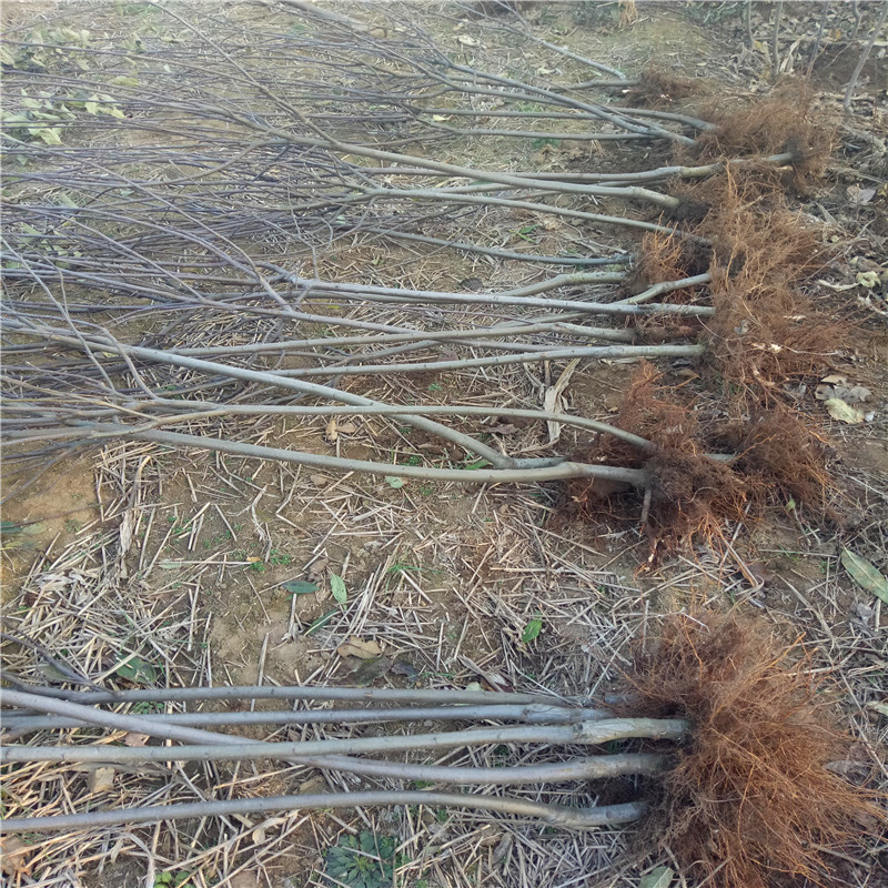 矮化苹果苗一棵价钱 两年生苹果苗矮化苹果苗现货供应