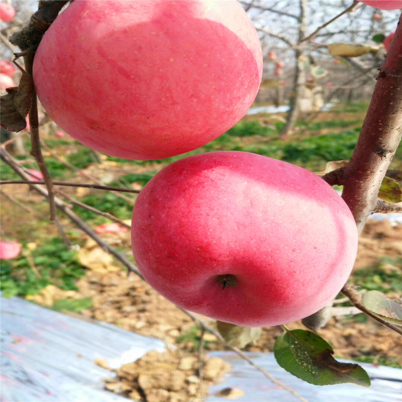 m26矮化蘋果苗一棵價(jià)錢 花牛蘋果苗批發(fā)基地