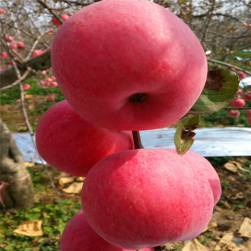 兩年生蘋(píng)果苗批發(fā)基地 新紅星蘋(píng)果苗批發(fā)基地