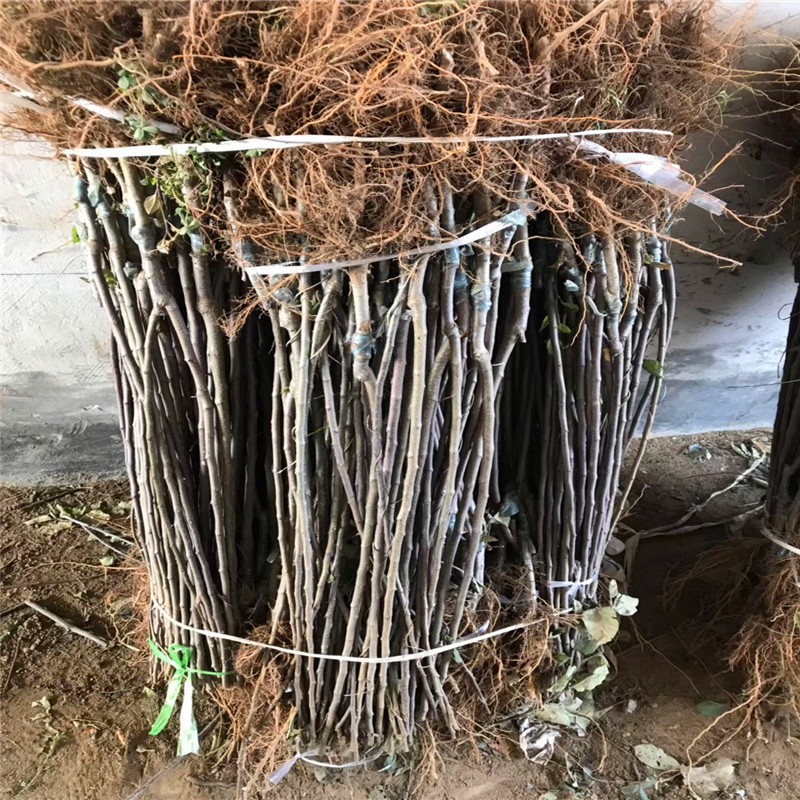 黃元帥蘋果苗成熟季節(jié) 定植兩年的蘋果樹黃元帥蘋果苗現貨供應
