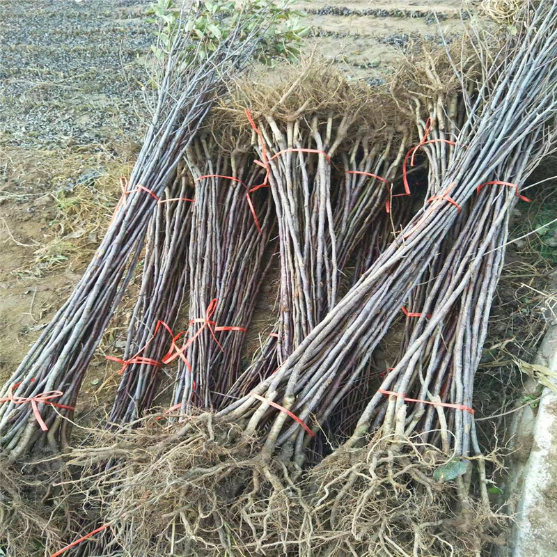 水蜜桃蘋果苗種植技術(shù) 兩年生蘋果苗水蜜桃蘋果苗一棵價(jià)錢