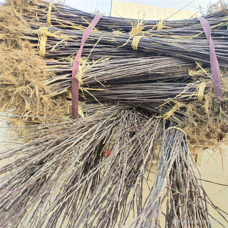 藤木1號(hào)蘋果苗品種特色介紹 定植兩年的蘋果樹藤木1號(hào)蘋果苗苗場(chǎng)電話