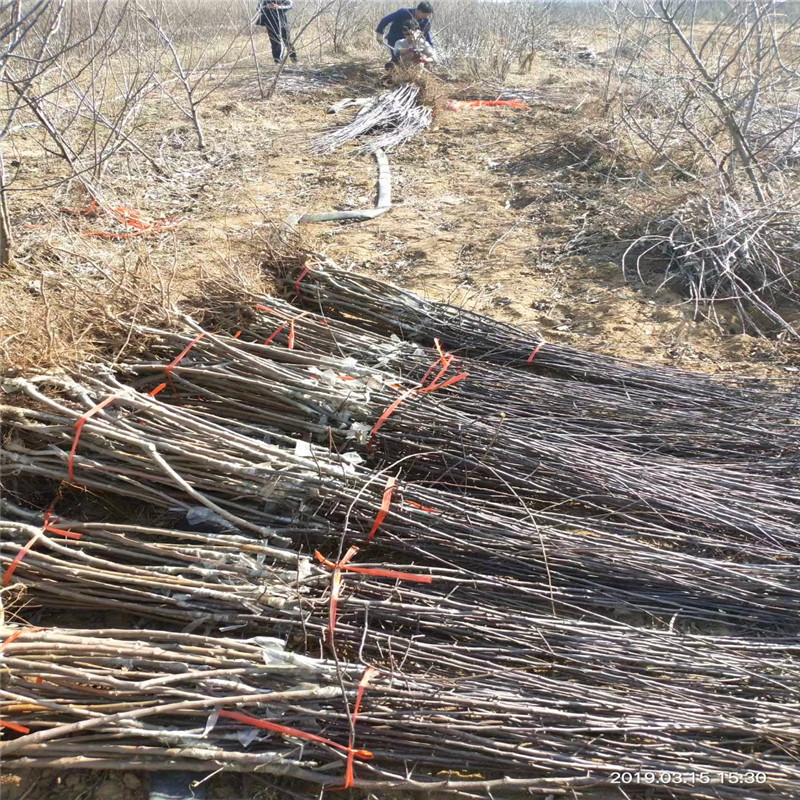 煙富8蘋果苗一棵價錢 中間砧矮化蘋果苗煙富8蘋果苗出售電話