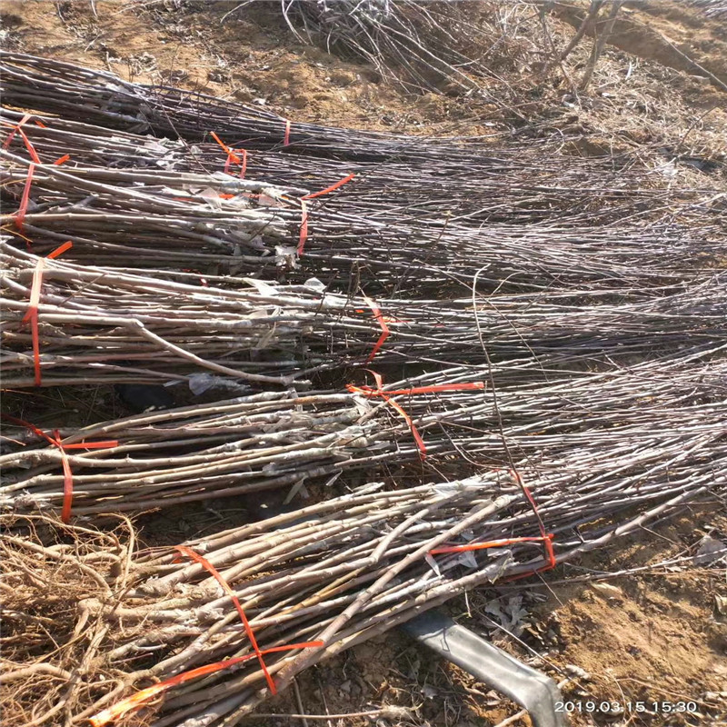 新品種蘋果苗基地報價國光蘋果苗