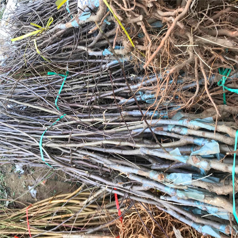 m26矮化蘋果苗一棵價(jià)錢 花牛蘋果苗批發(fā)基地