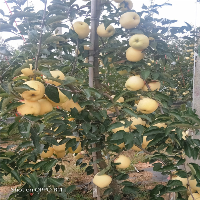 望乡红苹果苗品种特色介绍 两年生苹果苗望乡红苹果苗苗场电话