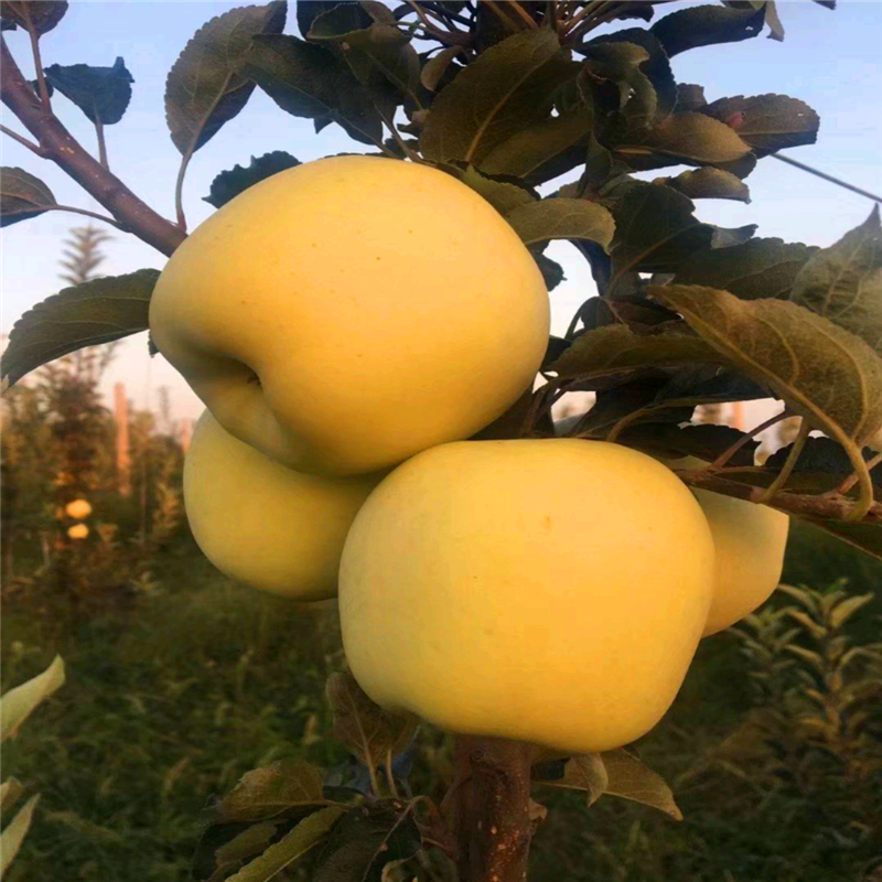 紅將軍蘋(píng)果苗定植兩年的蘋(píng)果樹(shù)一棵價(jià)錢