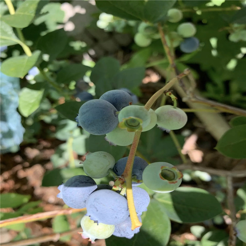追雪藍(lán)莓苗一棵價(jià)錢追雪藍(lán)莓苗種植技術(shù)
