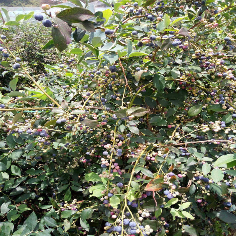 南陸藍(lán)莓苗批發(fā)價(jià)格南陸藍(lán)莓苗批發(fā)基地