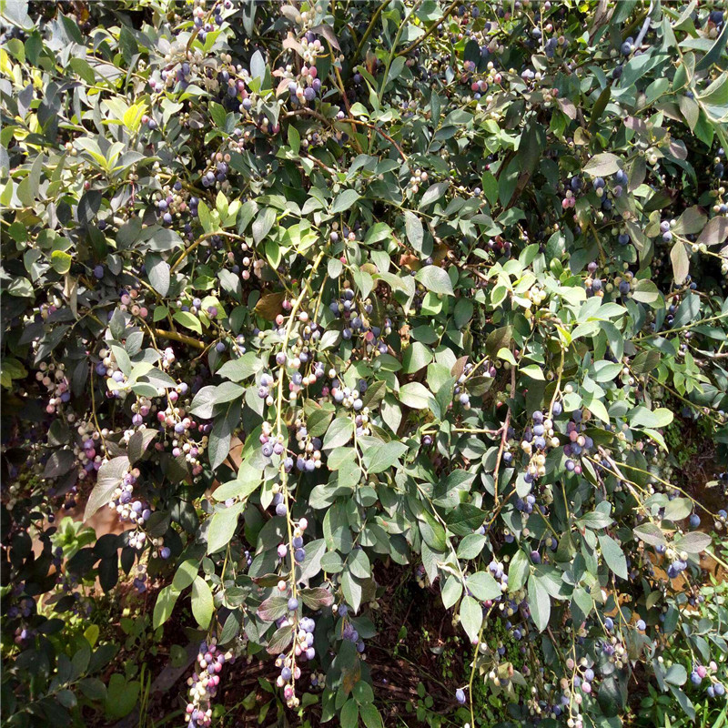 杜克藍莓苗成熟季節(jié)杜克藍莓苗種植技術(shù)