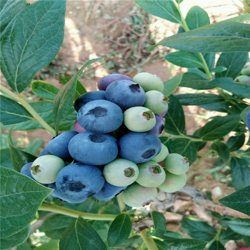 陽光藍(lán)藍(lán)莓苗品種特色介紹陽光藍(lán)藍(lán)莓苗批發(fā)價格