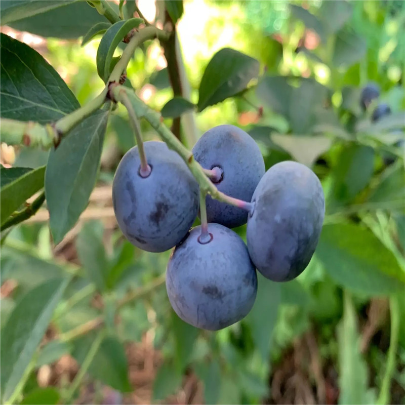 南高叢藍(lán)莓苗種植技術(shù)南高叢藍(lán)莓苗一棵價(jià)錢