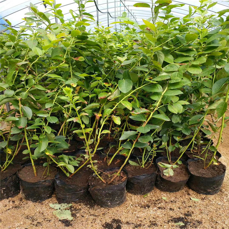 南高叢藍(lán)莓苗種植技術(shù)南高叢藍(lán)莓苗一棵價(jià)錢
