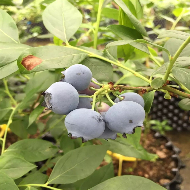 藍豐藍莓苗價格及報價藍豐藍莓苗批發(fā)價格