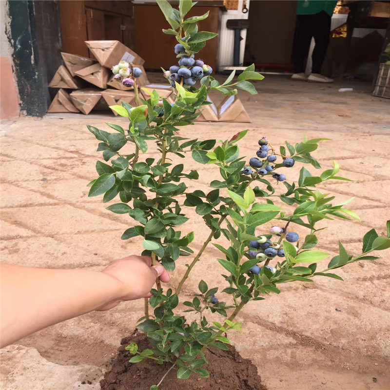 珠寶藍莓苗批發(fā)價格珠寶藍莓苗基地報價