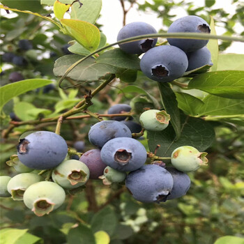 坤蓝蓝莓苗苗场电话坤蓝蓝莓苗批发基地