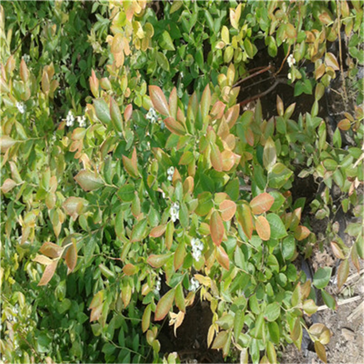 藍豐藍莓苗價格及報價藍豐藍莓苗批發(fā)價格