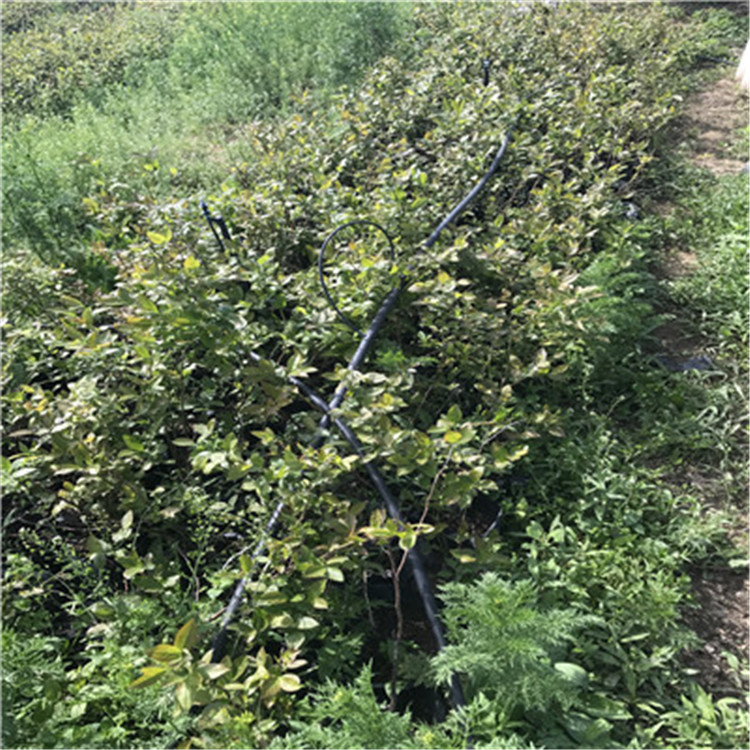 陽光藍(lán)藍(lán)莓苗品種特色介紹陽光藍(lán)藍(lán)莓苗批發(fā)價格