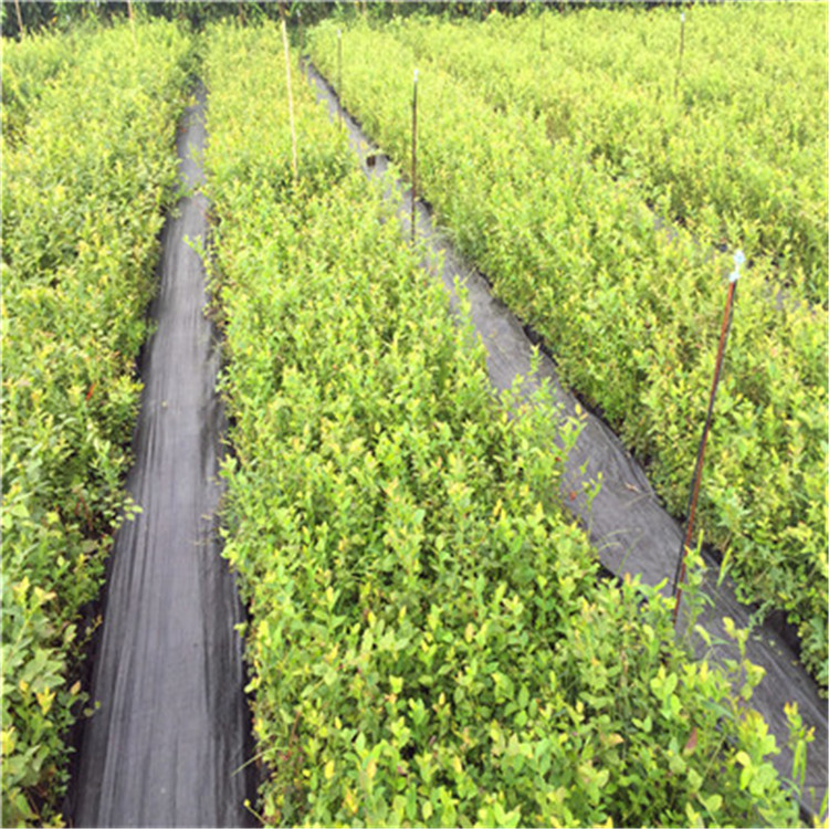 薄霧藍(lán)莓苗基地報(bào)價(jià)薄霧藍(lán)莓苗出售電話