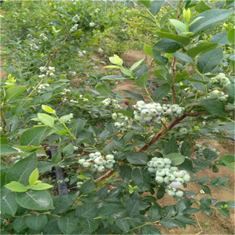 薄霧藍(lán)莓苗基地報(bào)價(jià)薄霧藍(lán)莓苗出售電話