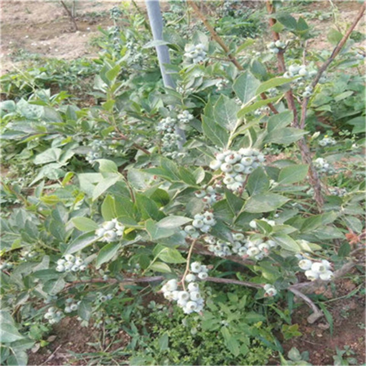 追雪藍(lán)莓苗一棵價(jià)錢追雪藍(lán)莓苗種植技術(shù)