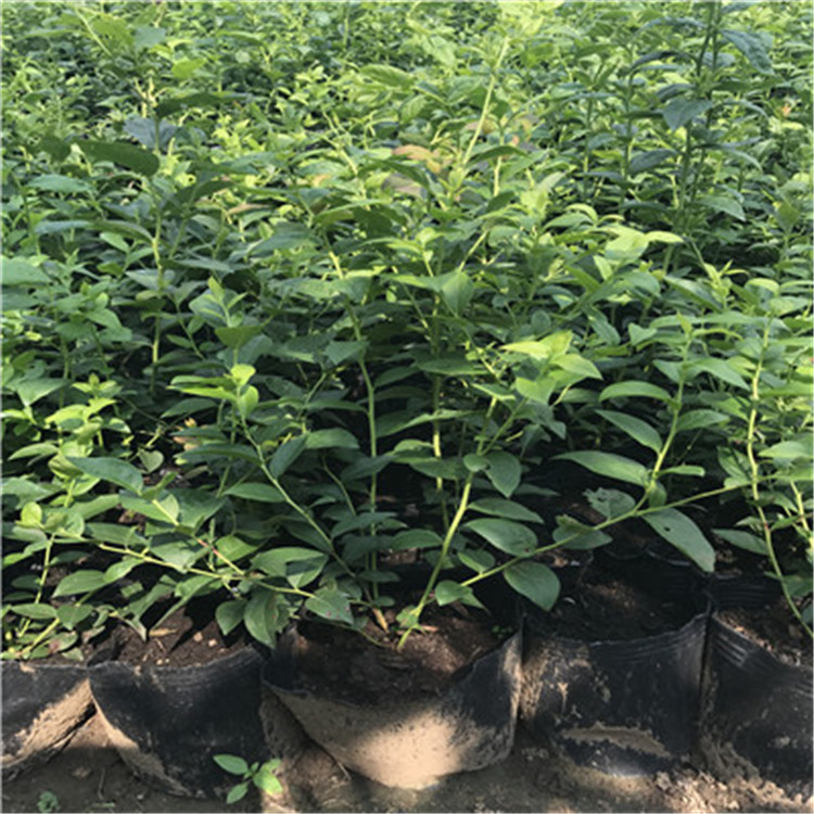 南高叢藍(lán)莓苗種植技術(shù)南高叢藍(lán)莓苗一棵價(jià)錢
